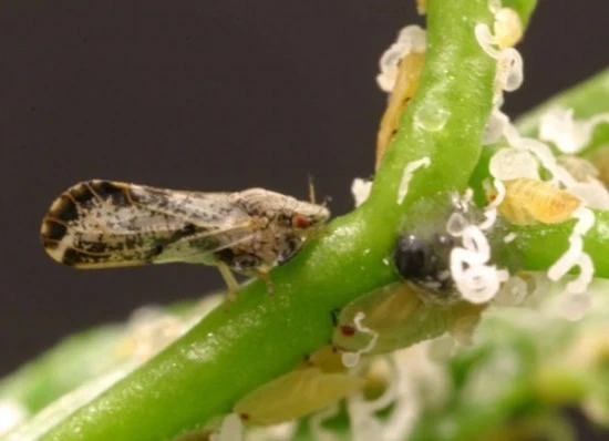 Citrus Psyllid Pheromone Sticky Trap Board best